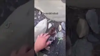 My duck Adam going for a swim #meme #funny #shortsvideo