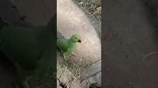 parrot vs rat