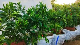 Use Recycled Plastic Bags And Grow Chillies At Home