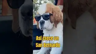 &iexcl;As&iacute; es como crece un San Bernardo!