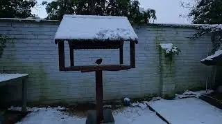 Snowy Morning Relaxing Birds Singing and Feeding.