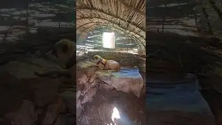 Primitive Reed Shelter with Fireplace | Bushcraft Survival ASMR with Dog | Snow & Nature Sounds