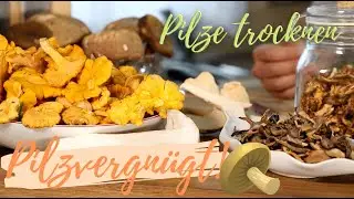 Mein eigener Pilzvorrat! Pilze für Jahre haltbar machen. Qualitätscheck & richtig trocknen 💡