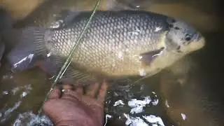 ganti air kolam bata ikan gurame dan melihat kondisi ikan