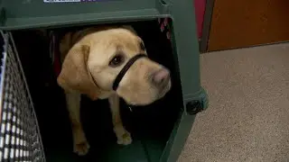 Prison Puppy Program Trains Service Dogs, Changes Lives