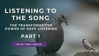 Listening to the Song: The Transformative Power of Deep Listening, Part 1 | Tara Brach