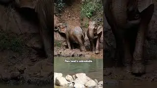Discover Darling's faithful nature | Wild Animal Unique Personality Award 2024