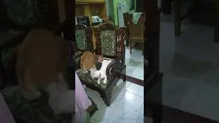 Two funny cats on a chair @BudiSukoco