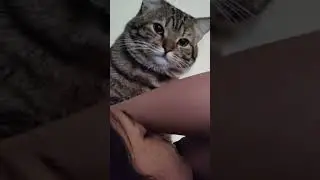Alarm Cat (Cat Trying to Wake ME up) #youtubeshorts #alarm #cats #catlovers