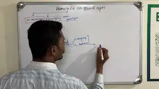 Beta Hemolysis | beta hemolysis on blood agar | beta hemolysis principle on blood agar in Marathi