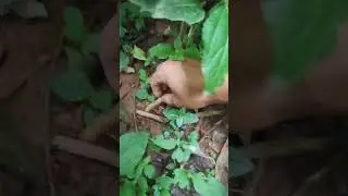 Gardening, unidentified plant