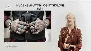 Huden (2/3): Dermis og arteriovenøse anastomoser