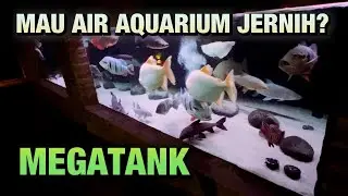 MAU AIR AQUARIUM SUPER JERNIH ? FILTRASI MEGATANK IKAN HIAS / PREDATOR
