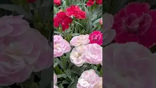 The carnations and other flowers #suisse #switzerland #travel #town #shop #flowers #carnation