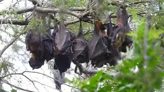 Flying Foxes/Fruit Bats, Hervey Bay Qld 
