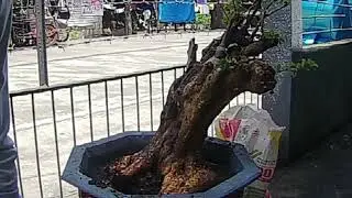 Repotting Bougainvillea(21 Jewel) in the 55 inches of concrete pot