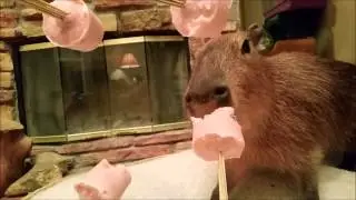 Capybara Appreciation Day 2015