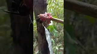 easy way to search Asian giant Hornet#in Nagaland|Ani jings vloge.
