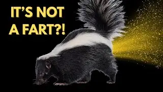 What is a Skunk, Really? | A Short Documentary