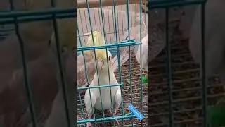 Fethered Love cocktail birds care and Bonding #BirdsOfTenderness #caringAvianFriends