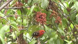 Flame-Colored Tanager