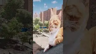 Секретные коты сессии: скейт-сим