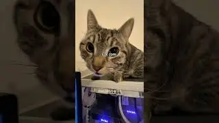 The FUNNIEST Cat Behavior Secrets EXPOSED! funny cats