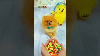 Beads & Puppy ✨🌈🐶 satisfying Deverae Asmr Marbles dog react #shorts