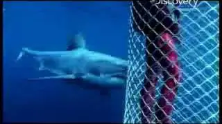 Do Sharks Have a Color Preference?