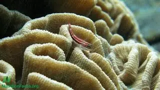 Is Fish &ldquo;Brain Food&rdquo; for Older Adults?