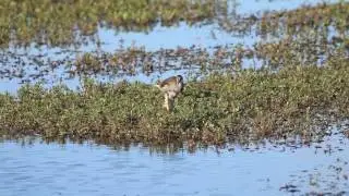 Marsh Bird Morning