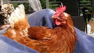 Pet Chicken napping on lap