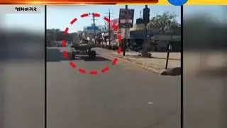Jamnagar: Angry camel runs amuck in a viral video - Zee 24 Kalak
