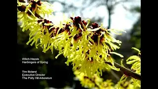 Witch-Hazels - Harbingers of Spring