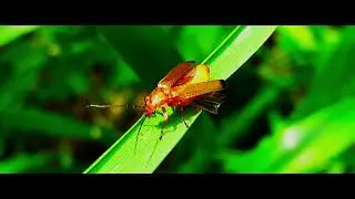 Rhagonycha Fulva - The Red Soldier Beetle