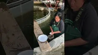 Green Water, Bubbling Ponds : Inside a High-Tech Fish Nursery