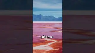 Pink Wonders: The Science Behind Pink Lakes #fact