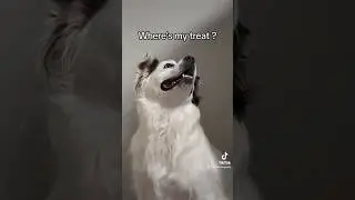 In the place to be #dance #mariahcarey #duo #dancechallenge #dog #fyp #foryou #fypシ #tiktok