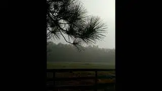 Global Tree Meditation 2023
