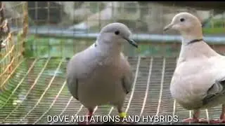 Blond Eurasian Collared Dove(Mutation) Female