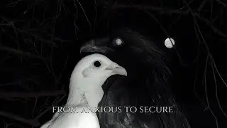 ╭ SHIFT ANXIOUS ATTACHMENT TO SECURE ✦ 396Hz + 639Hz ╮