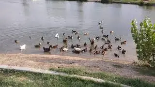 I Love Ducks / Feeding Ducks Peas 🦆