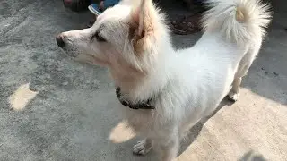 Mukku ko aaj choklet mila khane ke liye 🍫🍫#dog #doglove #choklet #funny #viral #funny #subscribe 