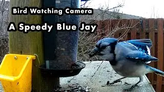 A Blue Jay Eating As Much as Possible - Bird Watching Camera