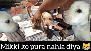 mikki ko nahla diya 😂 | Mikki first bath | vlog - 26 ||@mikithelab1111