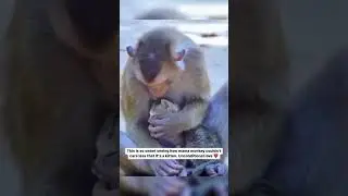This Monkey&rsquo;s Gentle Care for a Kitten Will Make Your Day!#wholesome#monkey#kitten#shorts