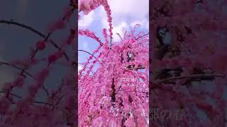 Japan Guided Tour Packages