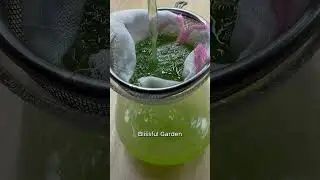 How to stimulate orchids to root quickly  #orchidcare #orchidpropagation #shorts