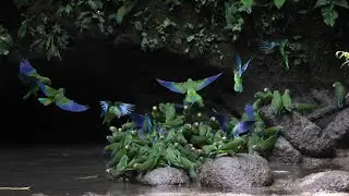 Yasun&iacute; National Park: Exploring Ecuador's Amazon Jewel