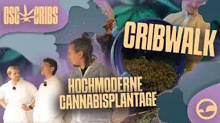 Vom Grow bis zum automatischem Trim: Ein ehrlicher Einblick in den CSC Rhoihesse I Cribwalk